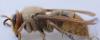 Vespa crabro